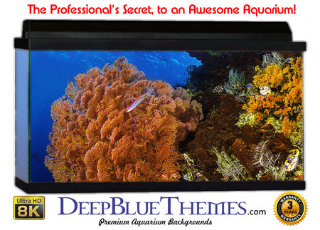 Buy Aquarium Background Coral Seabed Aquarium Background
