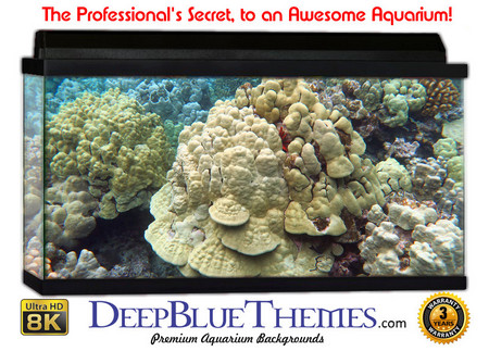 Buy Aquarium Background Coral Sprout Aquarium Background