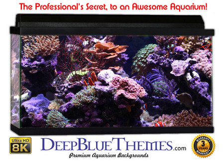 Buy Aquarium Background Coral Tank Aquarium Background