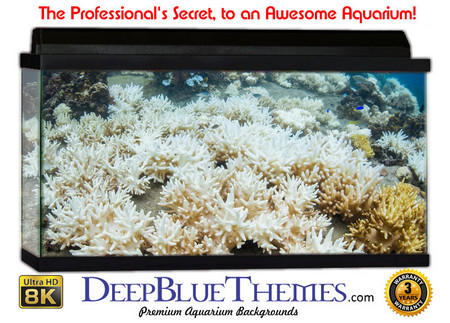 Buy Aquarium Background Coral White Aquarium Background