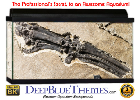 Buy Aquarium Background Dinosaur 0042 Aquarium Background