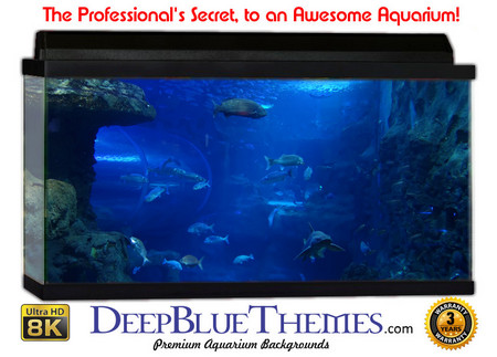 Buy Aquarium Background Fantasy Aquarium Aquarium Background