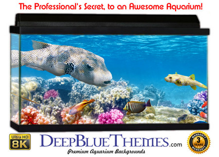 Buy Aquarium Background Favorite Colors Aquarium Background