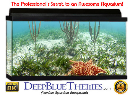 Buy Aquarium Background Favorite Star Aquarium Background