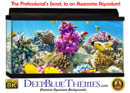 Buy Aquarium Background Fish Beautiful Aquarium Background