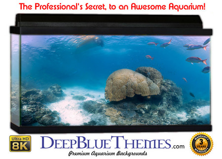 Buy Aquarium Background Fish Calm Aquarium Background