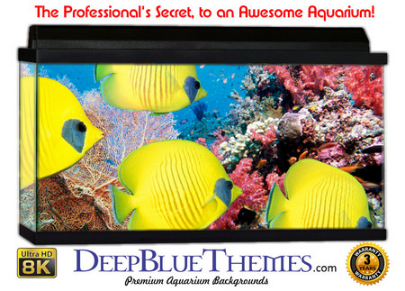 Buy Aquarium Background Fish Coral Aquarium Background