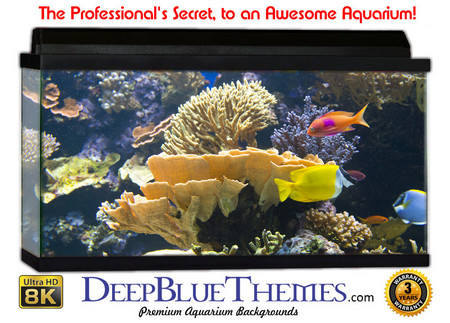 Buy Aquarium Background Fish Corals Aquarium Background