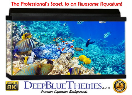 Buy Aquarium Background Fish Group Aquarium Background