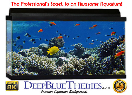 Buy Aquarium Background Fish Landscape Aquarium Background