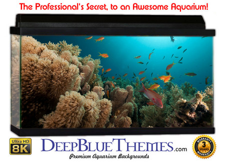 Buy Aquarium Background Fish Nature Aquarium Background
