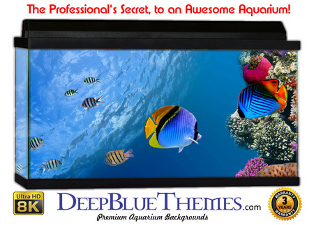 Buy Aquarium Background Fish Ocean Aquarium Background