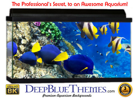 Buy Aquarium Background Fish Pod Aquarium Background