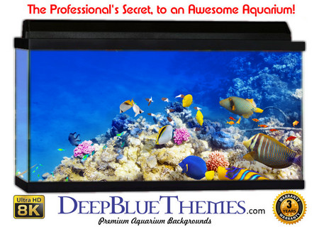 Buy Aquarium Background Fish Reef Aquarium Background
