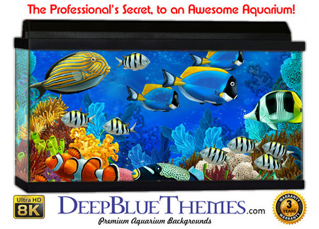 Buy Aquarium Background Fish Scene Aquarium Background