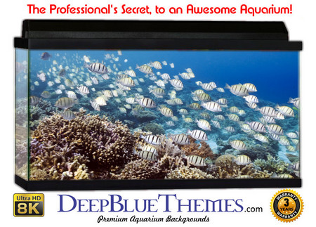Buy Aquarium Background Fish School Aquarium Background
