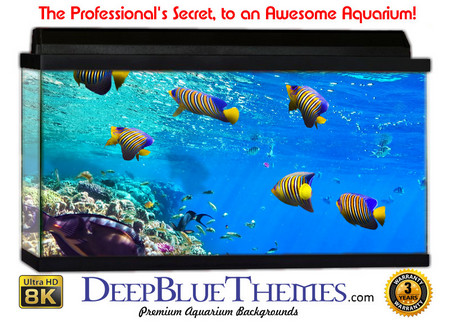 Buy Aquarium Background Fish Scuba Aquarium Background