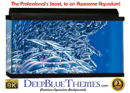Buy Aquarium Background Fish Swarm Aquarium Background