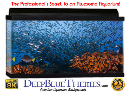 Buy Aquarium Background Fish Swarming Aquarium Background