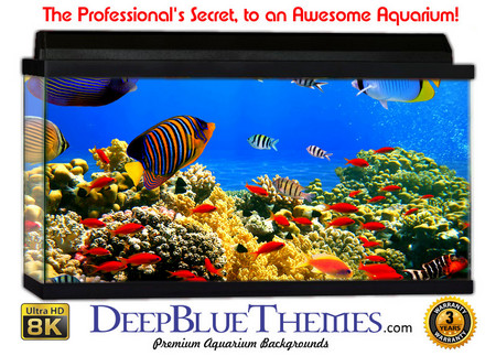 Buy Aquarium Background Fish Tank Aquarium Background