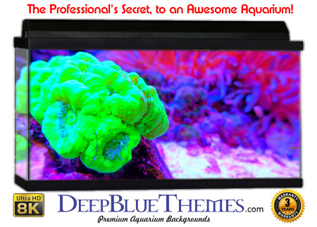 Buy Glo Fish Background Classic Brain Aquarium Background