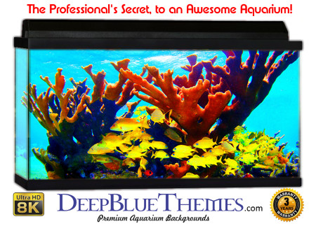 Buy Glo Fish Background Reef Simple Aquarium Background