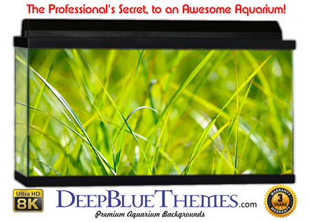Buy Aquarium Background Grass Sprout Aquarium Background