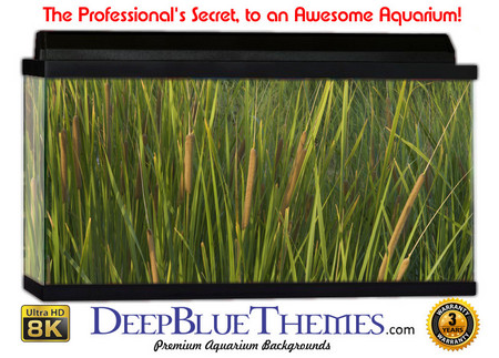 Buy Aquarium Background Grass Thin Aquarium Background