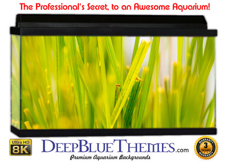 Buy Aquarium Background Grass Yellow Aquarium Background
