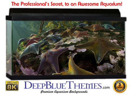 Buy Aquarium Background Marine Amazing Aquarium Background