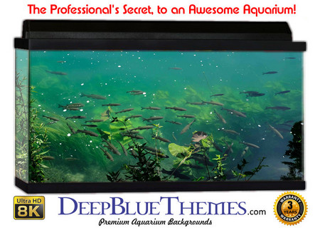 Buy Aquarium Background Marine Bottom Aquarium Background