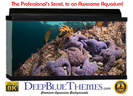 Buy Aquarium Background Marine Boulder Aquarium Background
