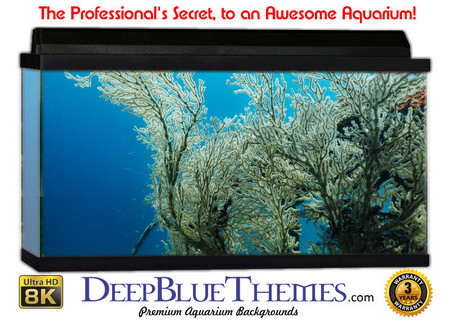 Buy Aquarium Background Marine Branch Aquarium Background