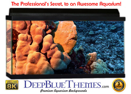 Buy Aquarium Background Marine Coral Aquarium Background