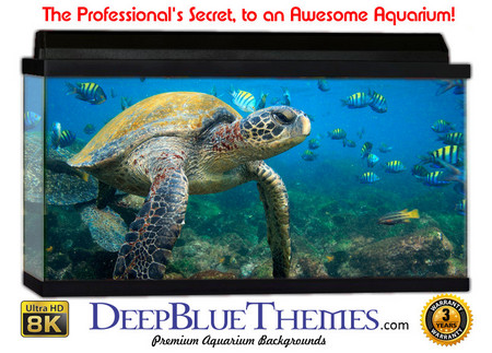 Buy Aquarium Background Marine Friends Aquarium Background