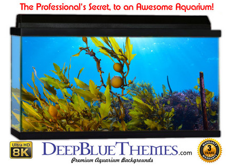Buy Aquarium Background Marine Leaf Aquarium Background