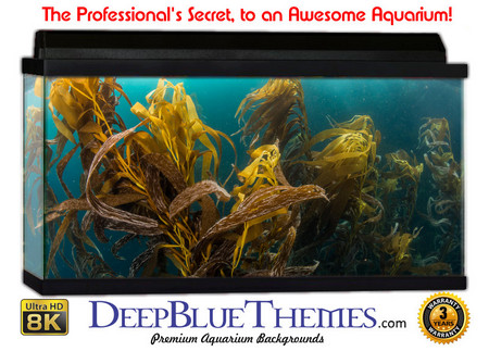 Buy Aquarium Background Marine Plant Aquarium Background