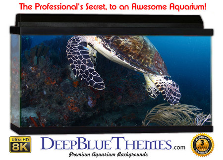Buy Aquarium Background Marine Turtle Aquarium Background