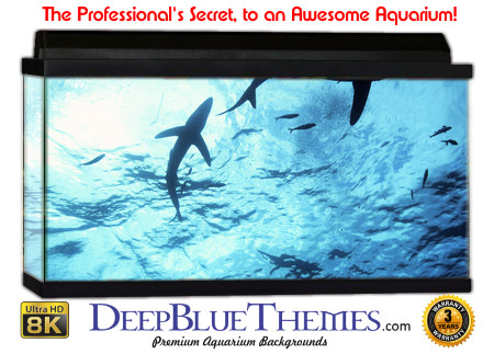 Buy Aquarium Background Shark Above Aquarium Background