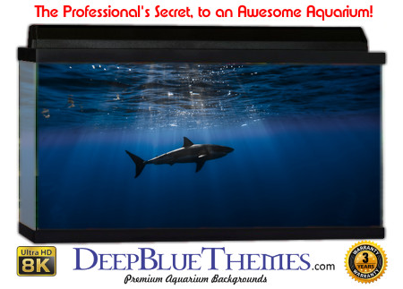 Buy Aquarium Background Shark Alone Aquarium Background