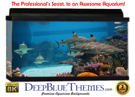 Buy Aquarium Background Shark Aquarium Aquarium Background