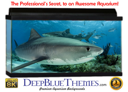 Buy Aquarium Background Shark Bottom Aquarium Background