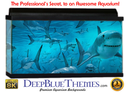 Buy Aquarium Background Shark Clones Aquarium Background