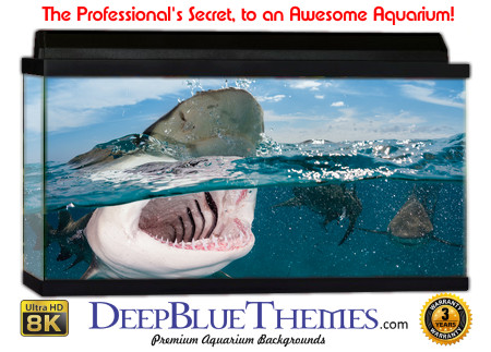 Buy Aquarium Background Shark Feeding Aquarium Background