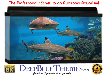 Buy Aquarium Background Shark Group Aquarium Background
