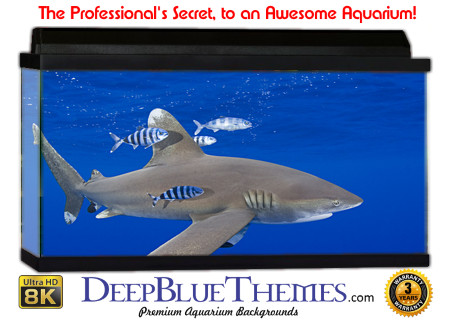 Buy Aquarium Background Shark Whitetip Aquarium Background