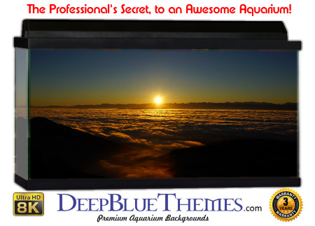 Buy Aquarium Background Sunset Dark Aquarium Background
