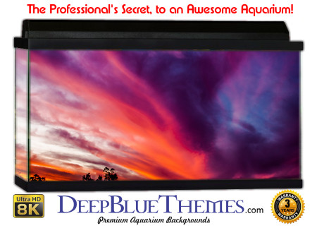 Buy Aquarium Background Sunset Purple Aquarium Background