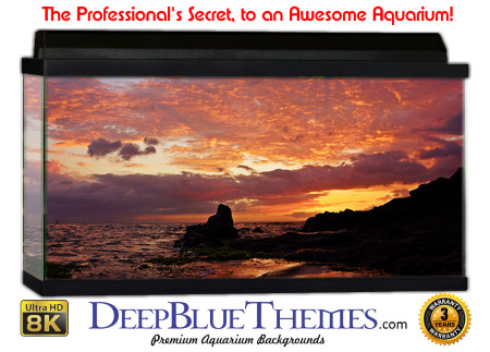 Buy Aquarium Background Sunset Rock Aquarium Background