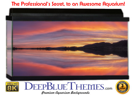 Buy Aquarium Background Sunset Violet Aquarium Background